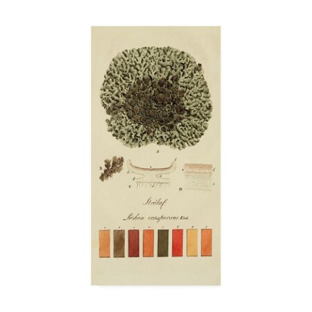 Trademark Fine Art Unknown 'Species of Lichen VI' Canvas Art, 16x32 WAG16529-C1632GG
